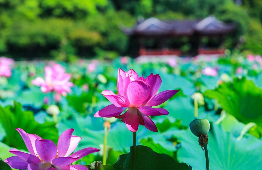 Lago Oeste de Hangzhou: lugar perfecto para contemplar las flores de loto 17