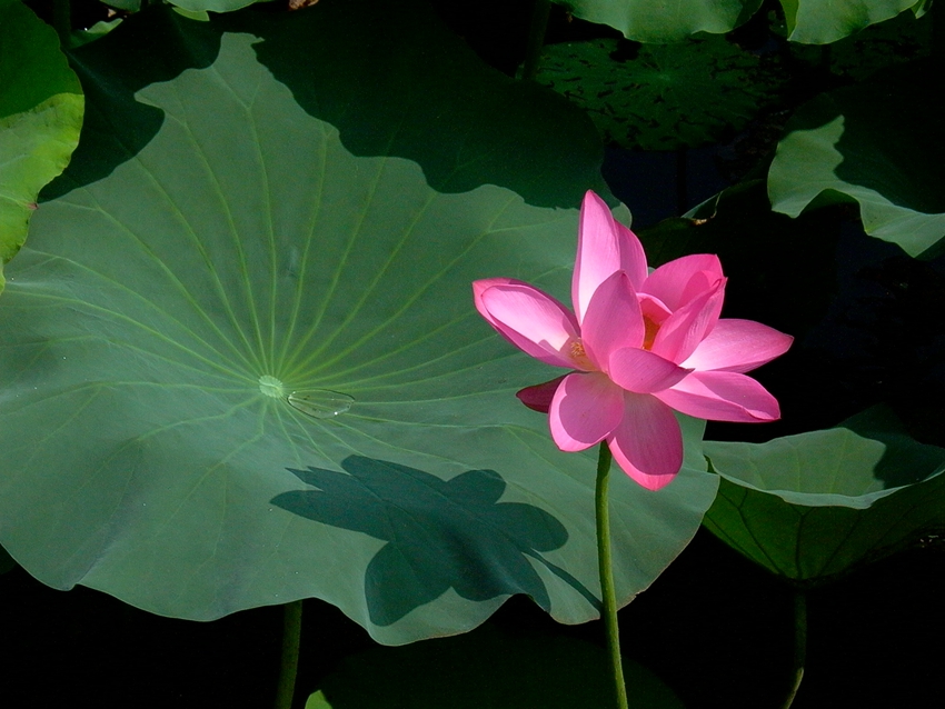 Lago Oeste de Hangzhou: lugar perfecto para contemplar las flores de loto 18