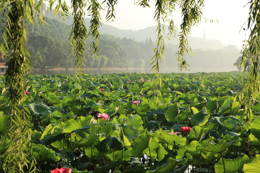 Lago Oeste de Hangzhou: lugar perfecto para contemplar las flores de loto 19