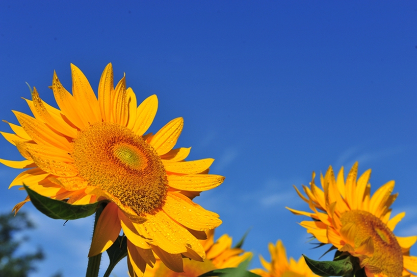 Parque Forestal Olímpico en verano: cientos de hectáreas de girasoles 10