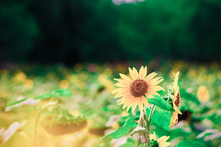 Parque Forestal Olímpico en verano: cientos de hectáreas de girasoles 11