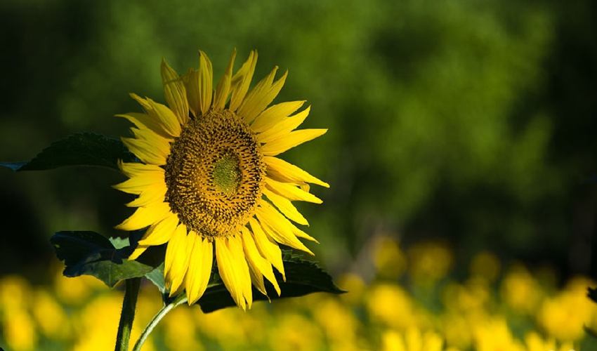 Parque Forestal Olímpico en verano: cientos de hectáreas de girasoles 12