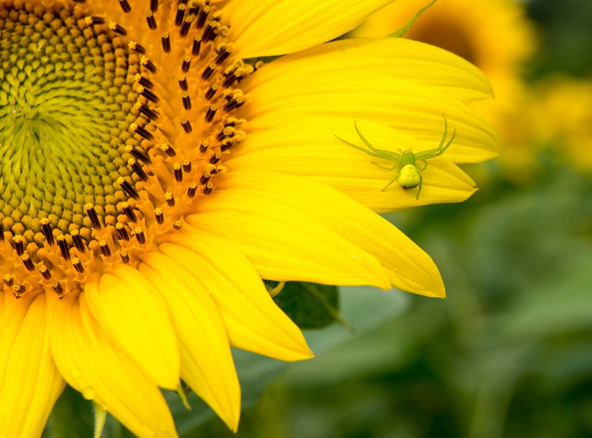 Parque Forestal Olímpico en verano: cientos de hectáreas de girasoles 13