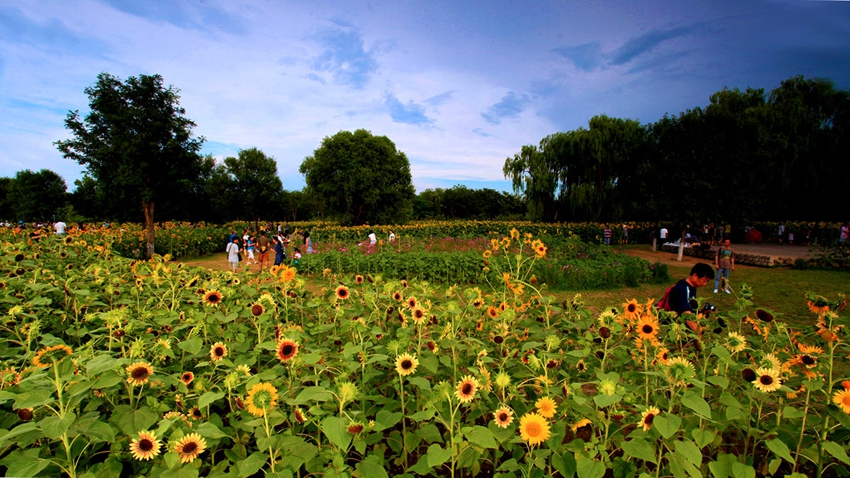 Parque Forestal Olímpico en verano: cientos de hectáreas de girasoles 14