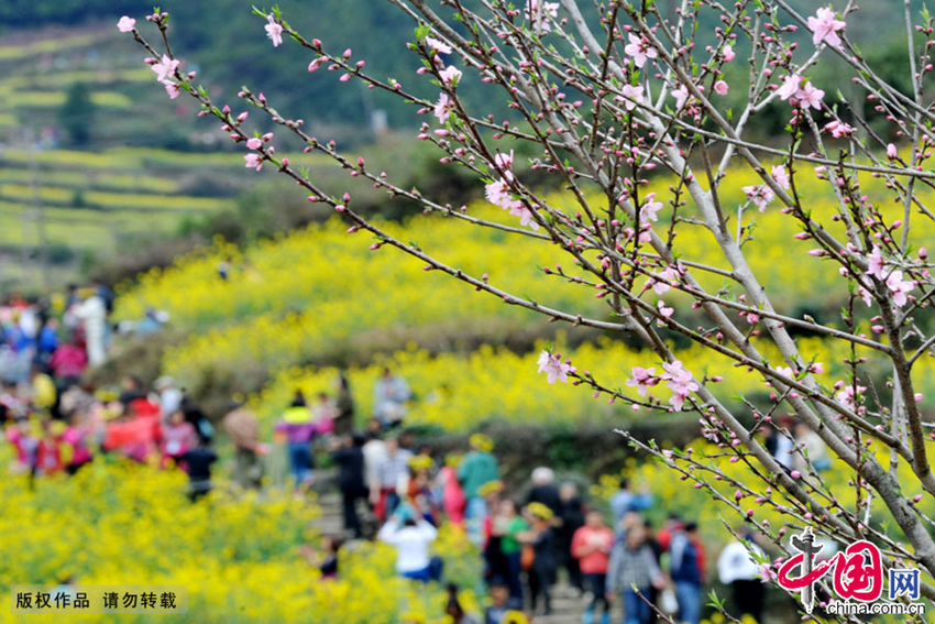 Wuyuan, provincia de Jiangxi: Miles de hectareas de mar de flores de colza 5