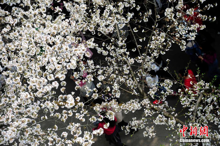 Las flores de cerezo de la Universidad de Wuhan atraen a grandes multitudes de turistas2