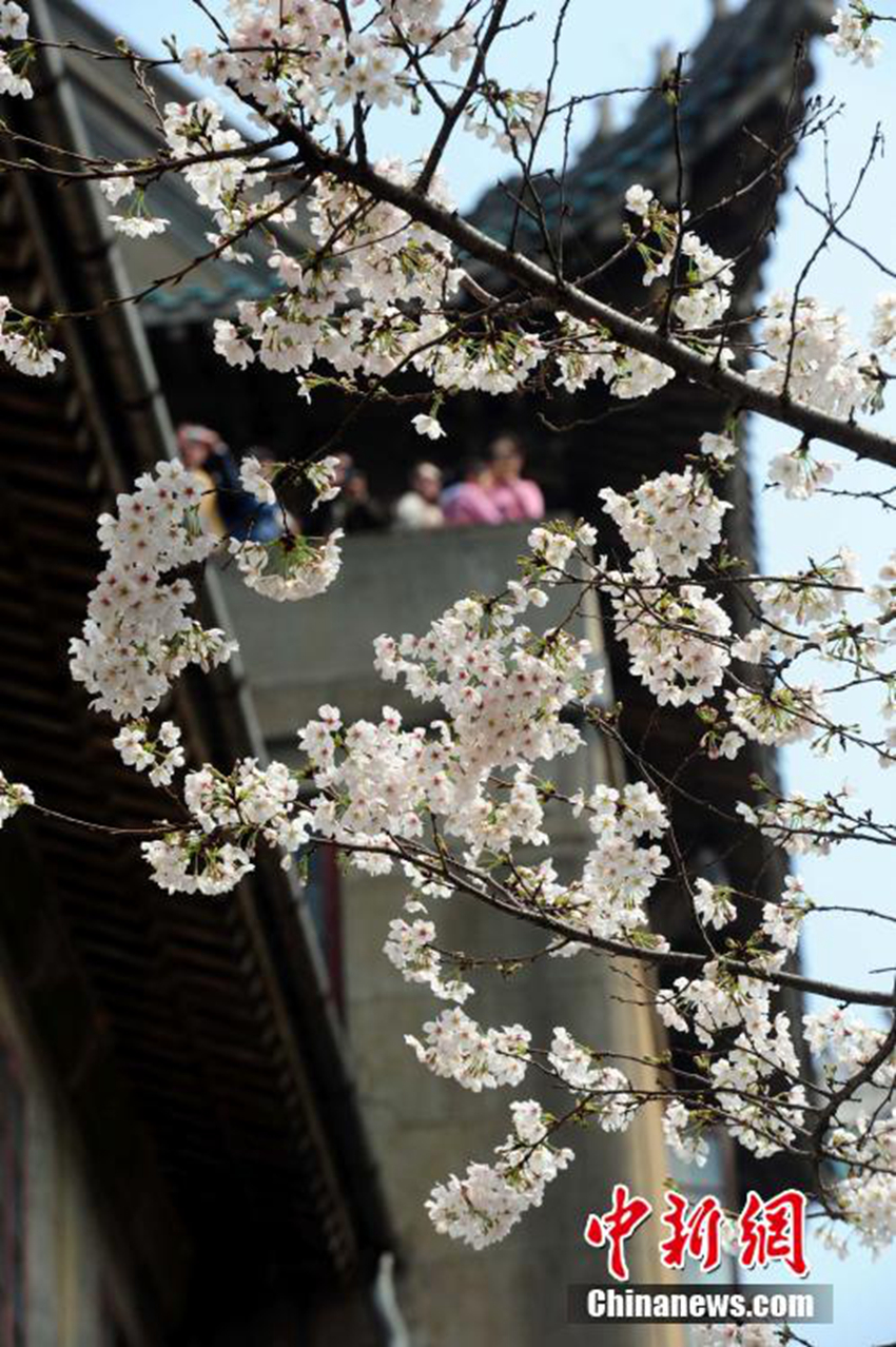 Las flores de cerezo de la Universidad de Wuhan atraen a grandes multitudes de turistas3