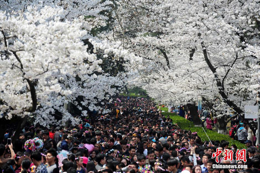 Las flores de cerezo de la Universidad de Wuhan atraen a grandes multitudes de turistas4