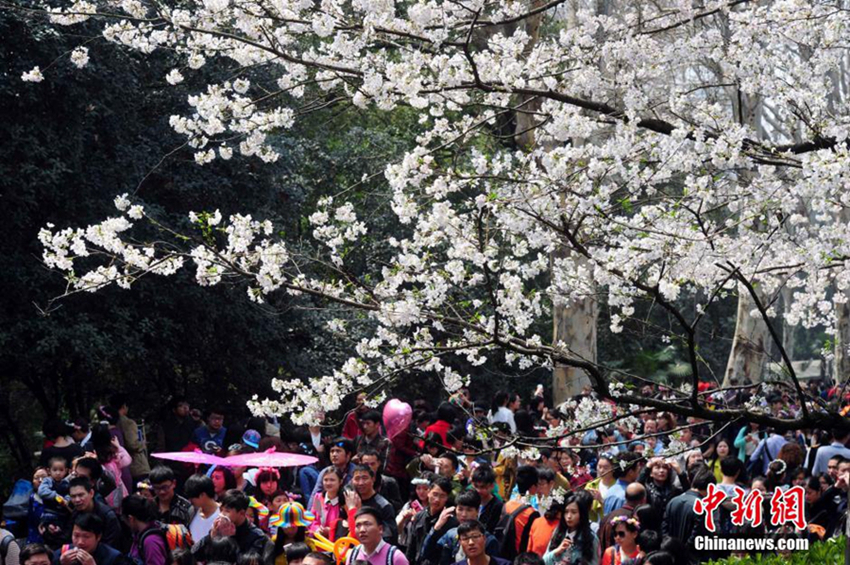 Las flores de cerezo de la Universidad de Wuhan atraen a grandes multitudes de turistas5