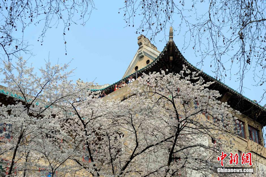 Las flores de cerezo de la Universidad de Wuhan atraen a grandes multitudes de turistas6