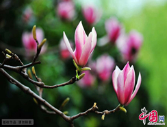 Floración de Yulan
