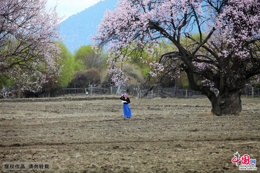 Linzhi, Tibet: las flores de melocotón tiñen el cielo altiplánico de rojo5