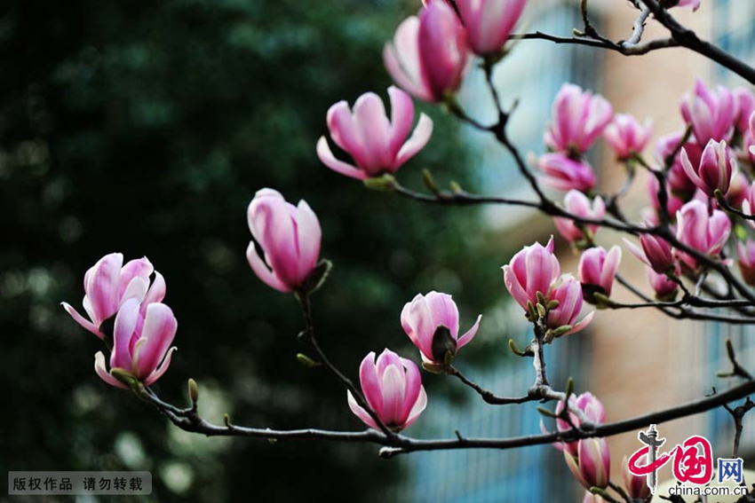 Contemplación de las flores en primavera en China3