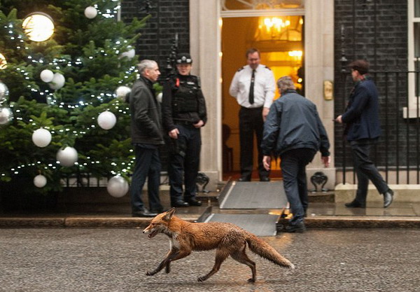 Un zorro en Downing Street1
