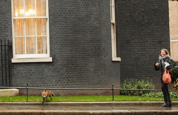 Un zorro en Downing Street3