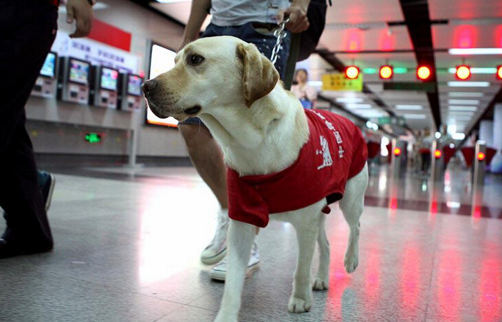 Beijing autoriza entrada de perros guía a metro