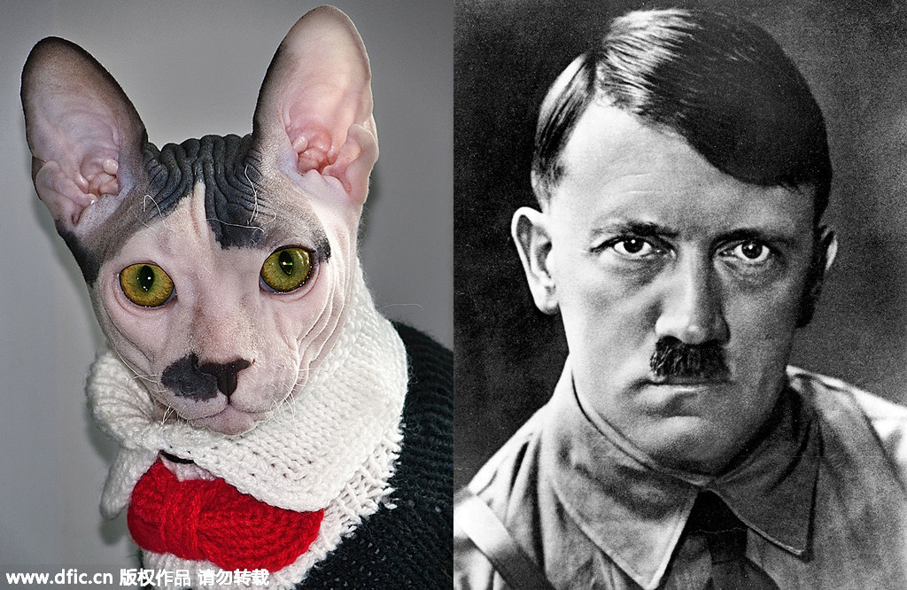 Un gato muy aparecido a Adolf Hitler 