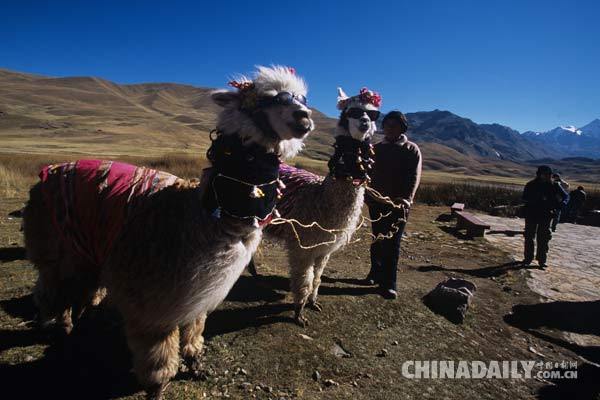 ¿Cómo la lana de alpaca peruana conquista al mercado chino? 