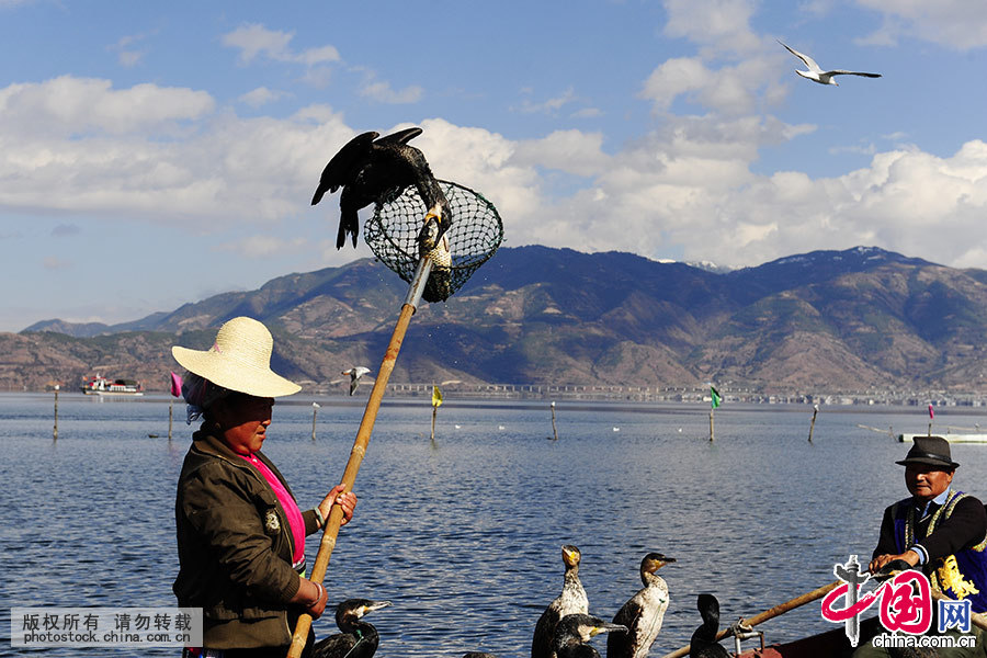 Enciclopedia de la cultura china: La habilidad de pesca con águila pescadora de Dali 4