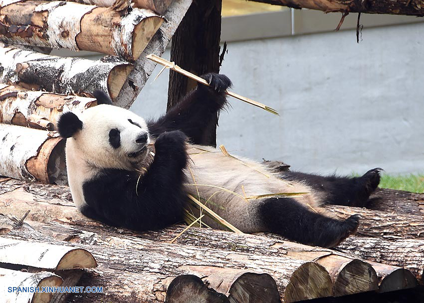 Osos panda hacen debut en frío norte de China1