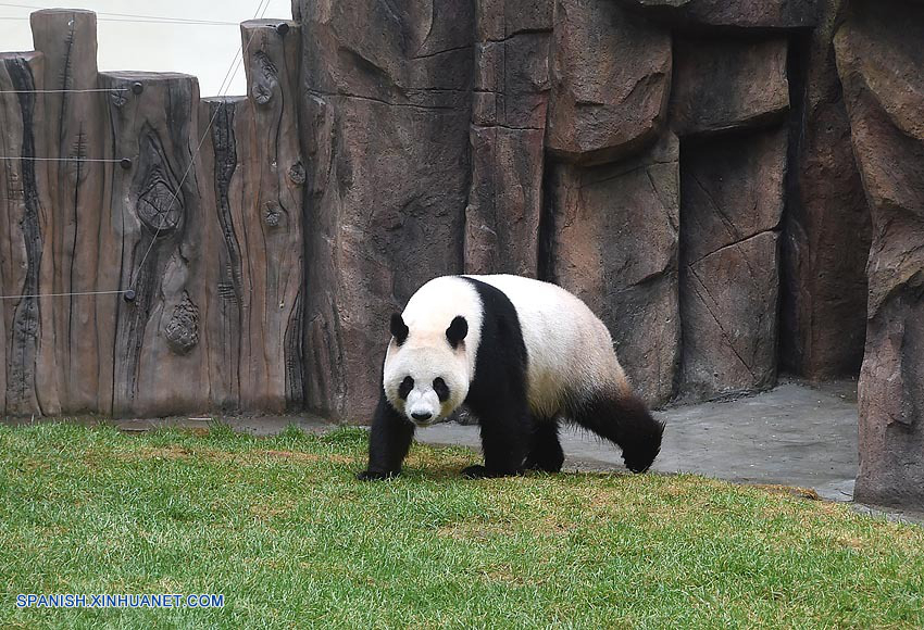 Osos panda hacen debut en frío norte de China2