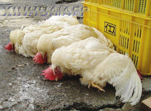 Detectan gripe aviar en ciudad más poblada de Turquía