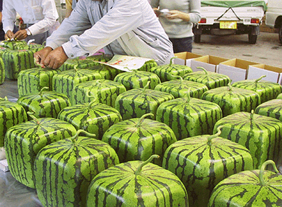 Sandías en forma de corazón o cubo son un lujo en Japón2