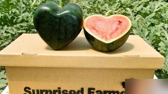 Sandías en forma de corazón o cubo son un lujo en Japón3