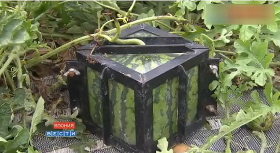 Sandías en forma de corazón o cubo son un lujo en Japón7