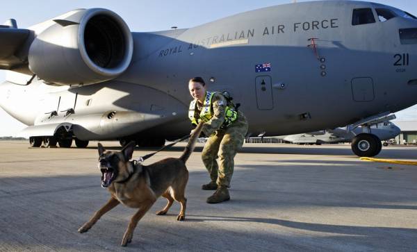 Perros feroces encargados de la vigilancia de aviones militares