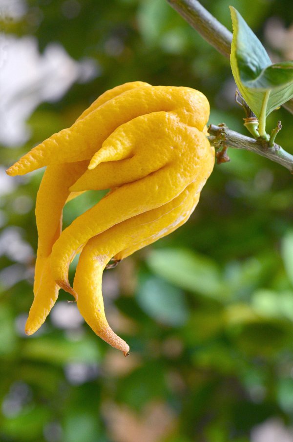 Las frutas con 'caras feas' pero de sabor rico7