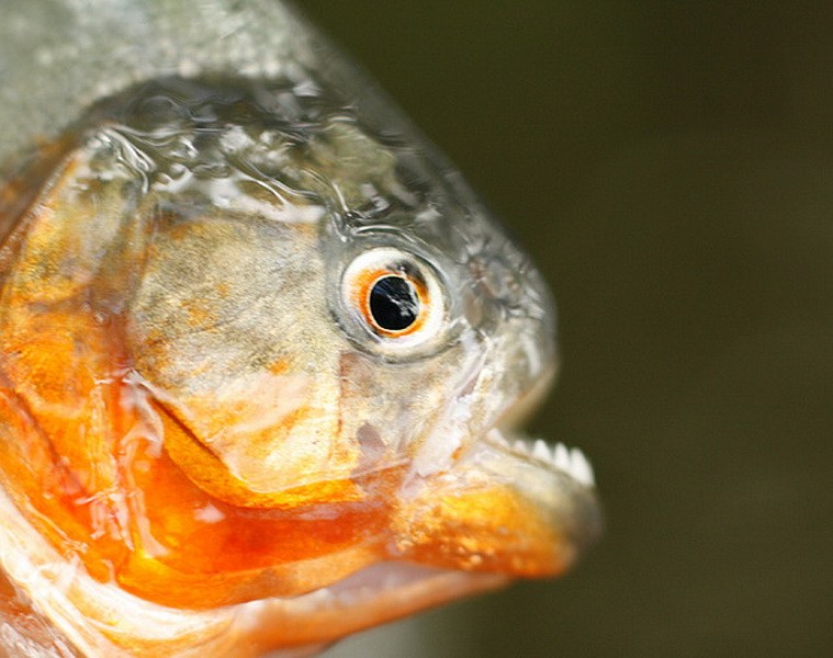 Los peces más raros del mundo