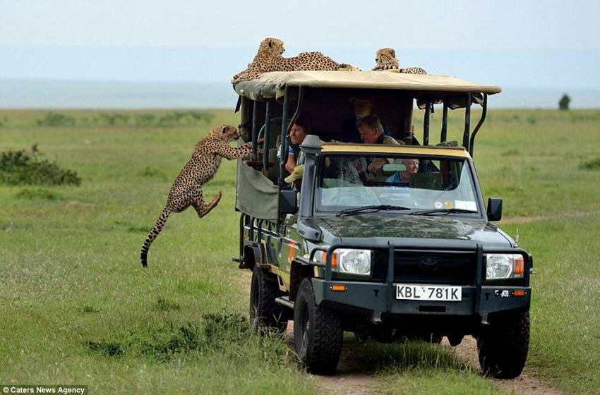 Guepardo saltó en jeep de turista y quedó a pocos centímetros, cara a cara del turista3
