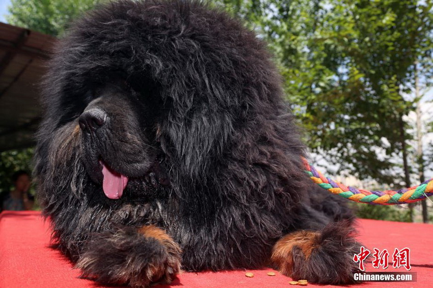 40 mastines tibetanos de alto valor lucen en Exhibición de Cultura de Mastín Tibetano