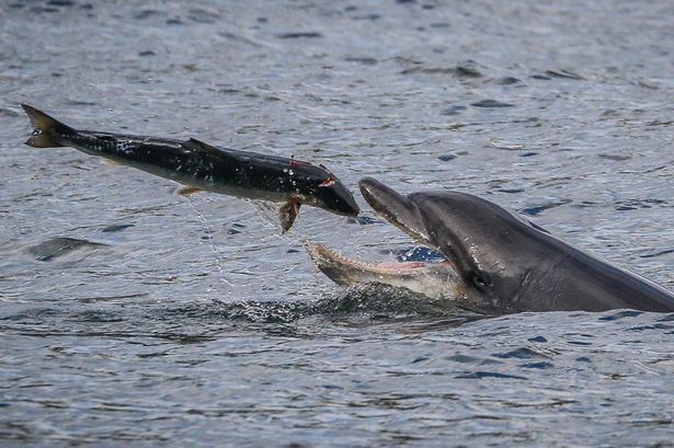 Delfín cazando salmón1