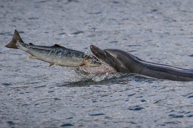 Delfín cazando salmón2