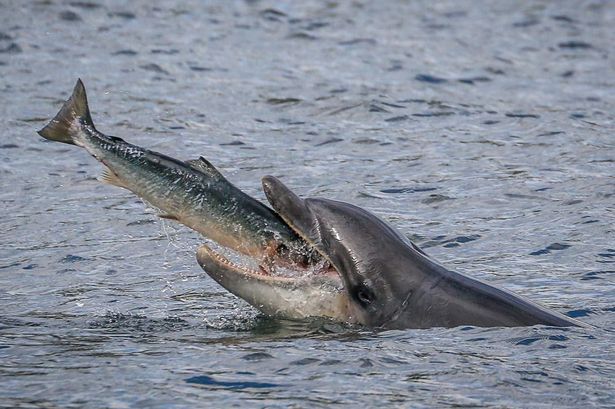 Delfín cazando salmón3