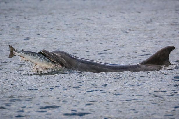 Delfín cazando salmón4