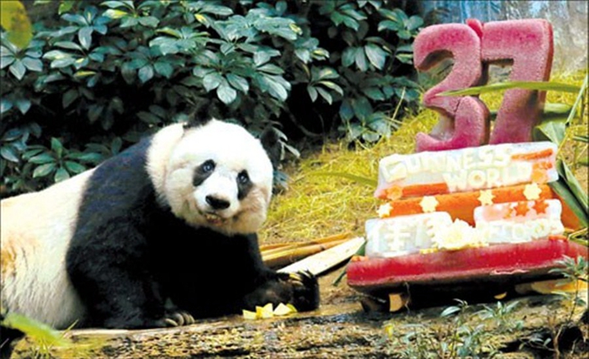 Jia Jia alcanza el record de ser el panda más viejo1