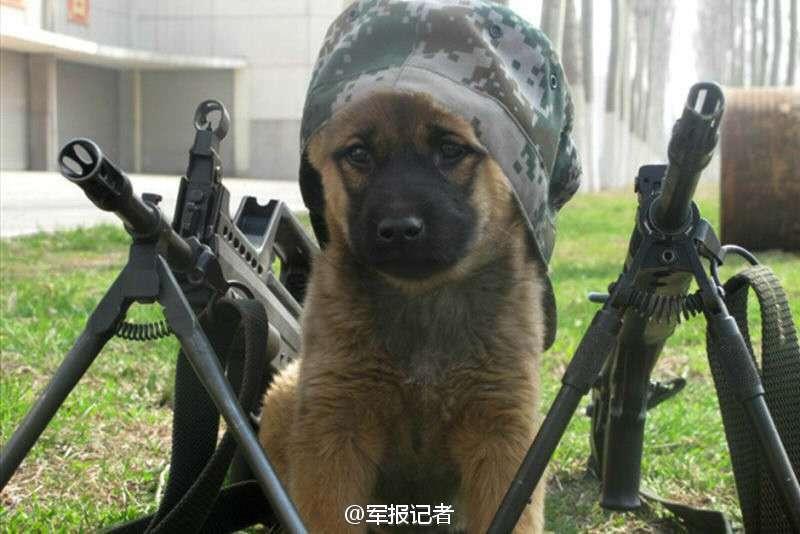 Perros militares: Cuando era un cachorrito1