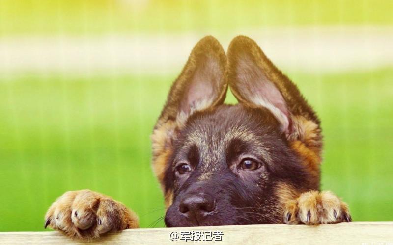 Perros militares: Cuando era un cachorrito2