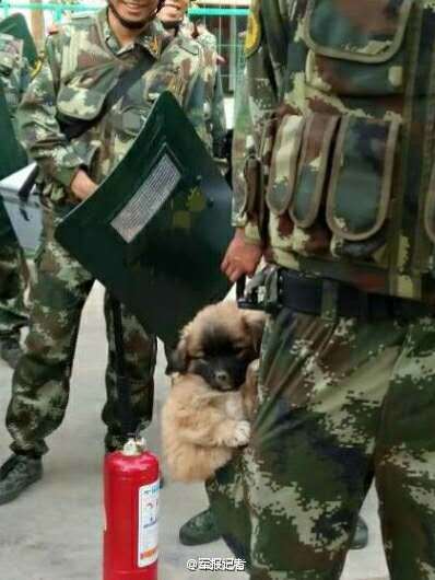 Perros militares: Cuando era un cachorrito6