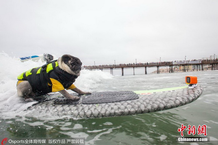 Perros protagonizan surfing en el mar 
