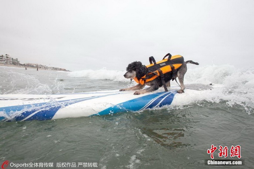Perros protagonizan surfing en el mar 