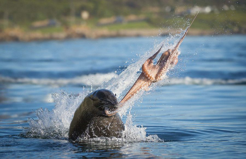 Imágenes impresionantes de animales salvajes10