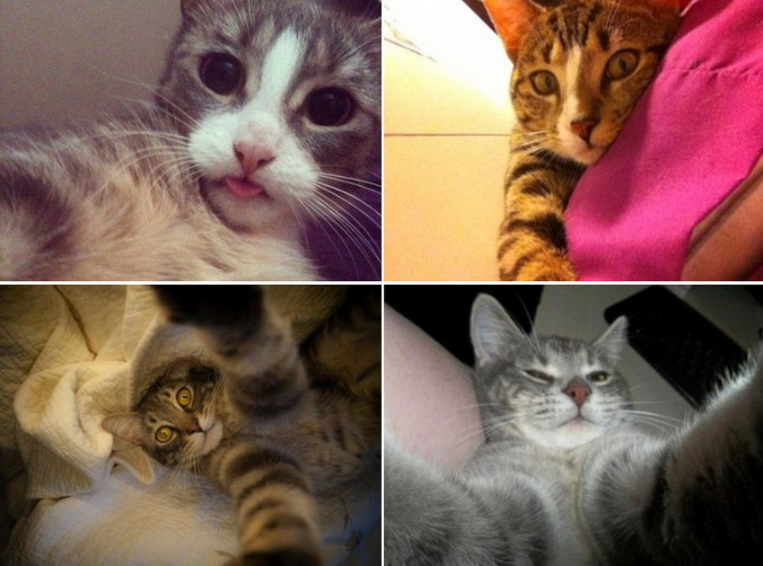 Los selfies graciosos de los animales