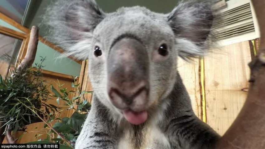 Los selfies graciosos de los animales
