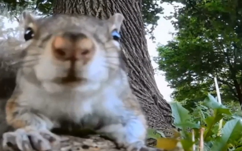 Los selfies graciosos de los animales