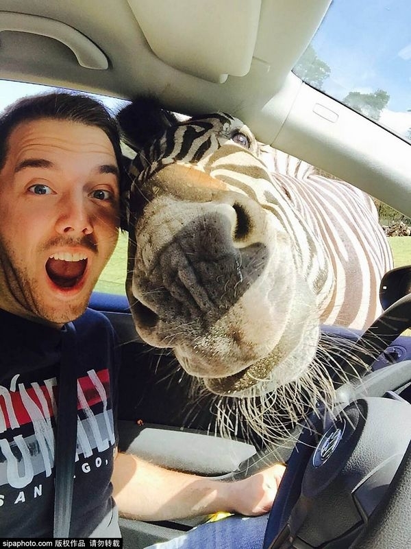 Los selfies graciosos de los animales