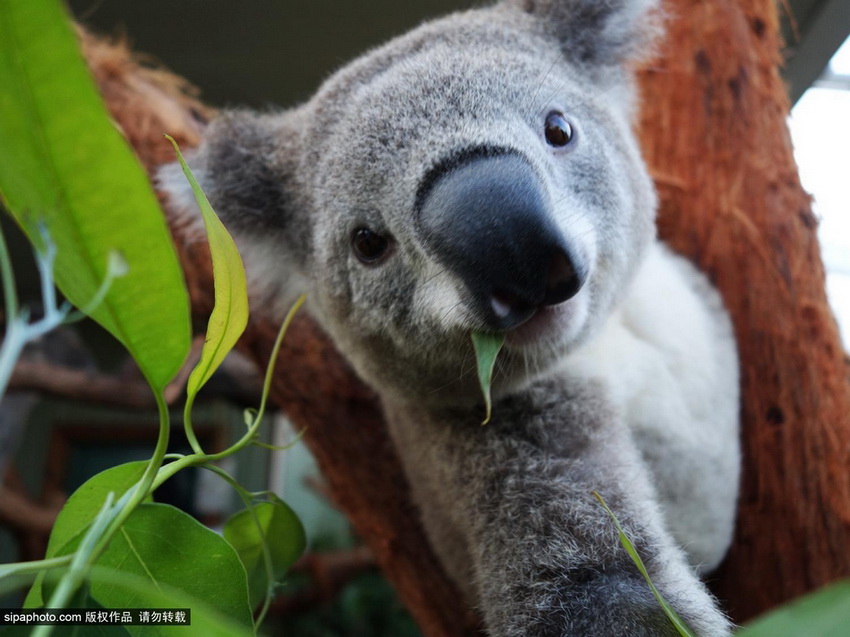 Los selfies graciosos de los animales